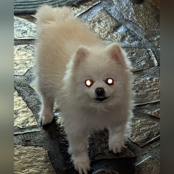 Poshmark Ambassador II Welcome To My Closet! ๐ ๐ ๐ Sold past here! - Picture 12 of 12